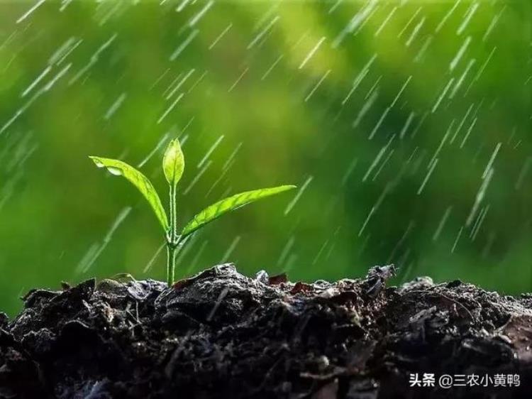 三月三有雨青蛙哑十个牛栏九个空下雨有倒春寒吗