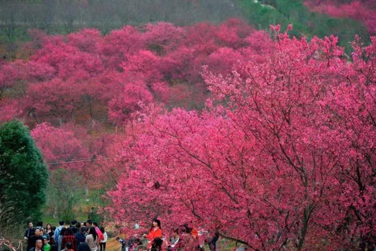 被花包围着,春天必去的绝美公园