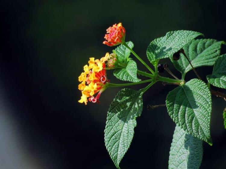 五彩花什么时候开花,花期长适合乡下的花