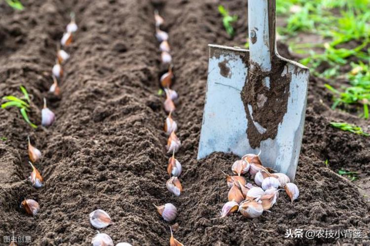 大蒜干尖黄叶是什么原因?有什么防治措施?,大蒜叶面发黄是什么病怎么防治