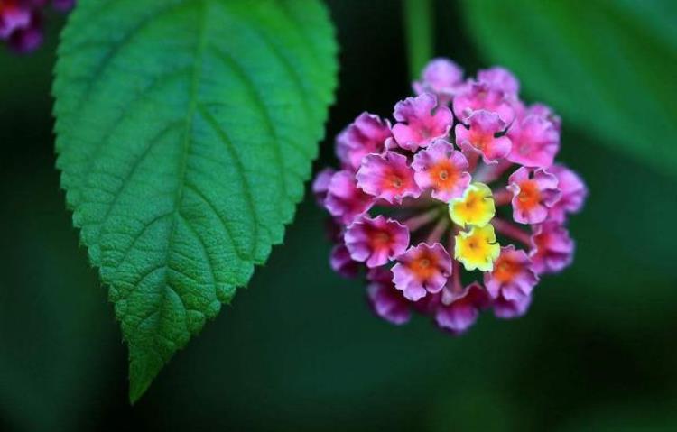 五彩花什么时候开花,花期长适合乡下的花