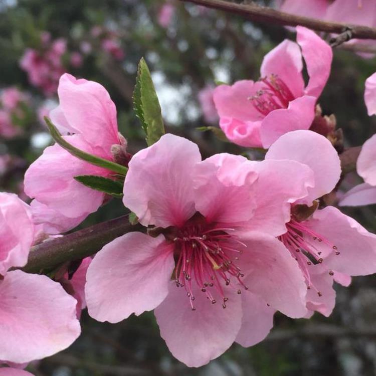 中国12位花神每个月一种你出生的月份是哪位,十二月花神各是谁