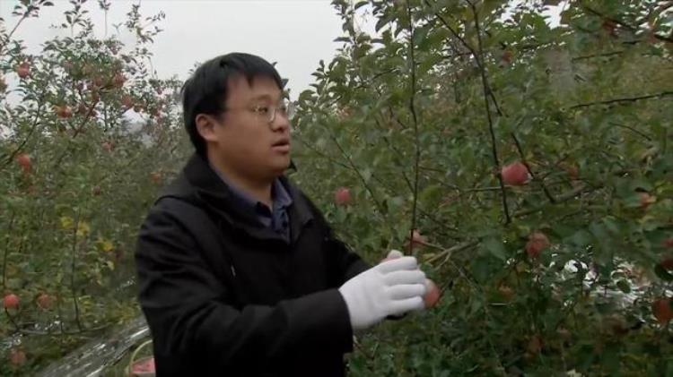 种苹果一年赚多少钱,农民种植苹果如何赚钱