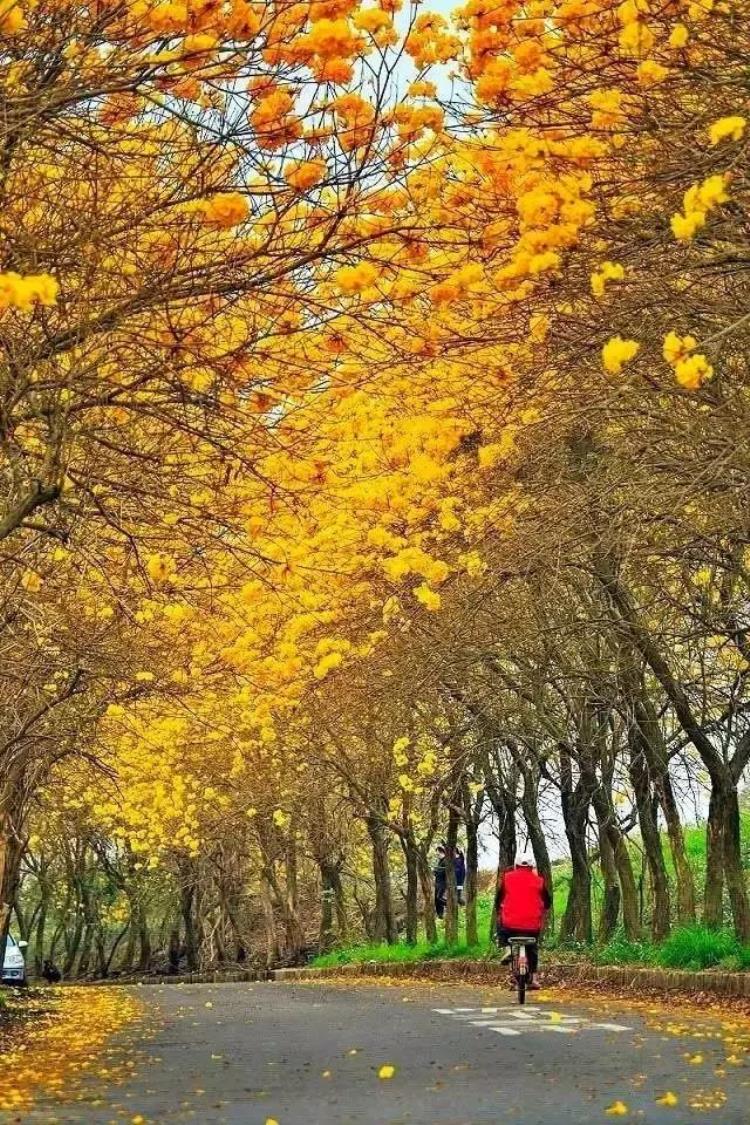 被花包围着,春天必去的绝美公园