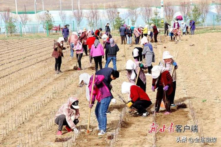 静宁县春日育新苗种植基地,静宁县育苗基地在哪里