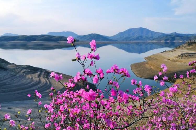 杜牧二月花指的是什么花,二月杜牧