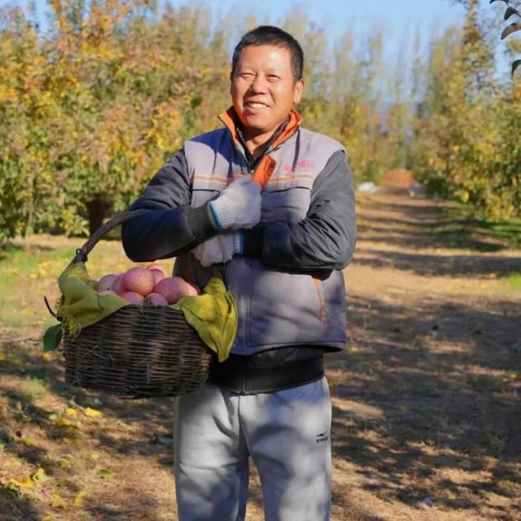 昌平优质苹果喜迎丰收南口小国光富士王林酸甜可口汁水丰盈