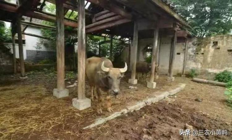 三月三有雨青蛙哑十个牛栏九个空下雨有倒春寒吗