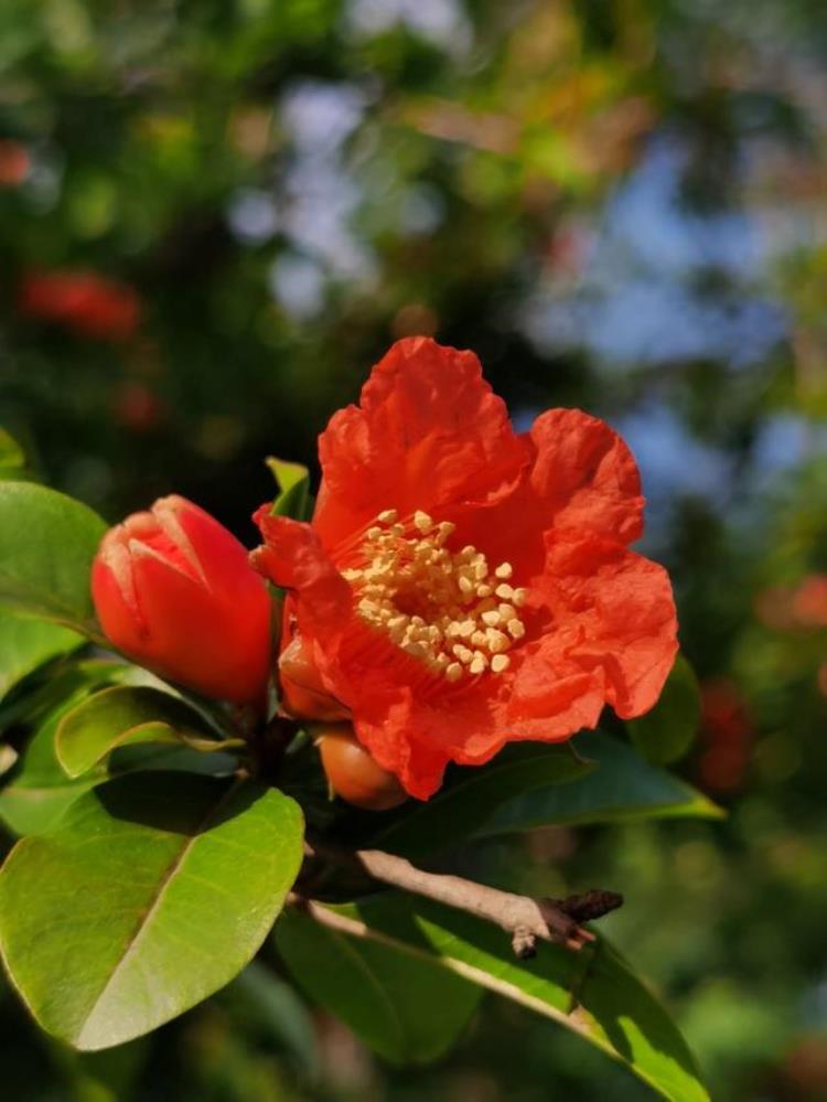 中国12位花神每个月一种你出生的月份是哪位,十二月花神各是谁