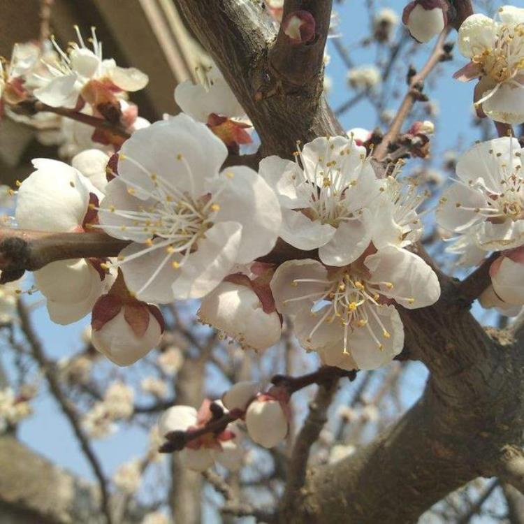 中国12位花神每个月一种你出生的月份是哪位,十二月花神各是谁