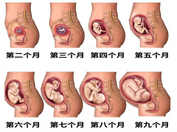 人类的孕期,为什么人类妊娠期最长