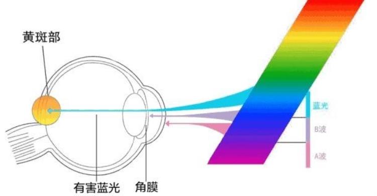 显示屏伤眼睛主要有哪些光,显示器伽马值高伤眼