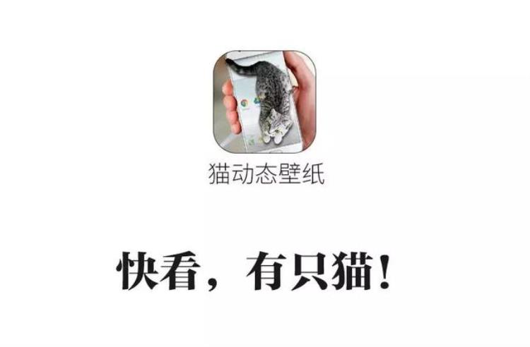 手机壁纸宠物猫,猫咪手机壁纸图集