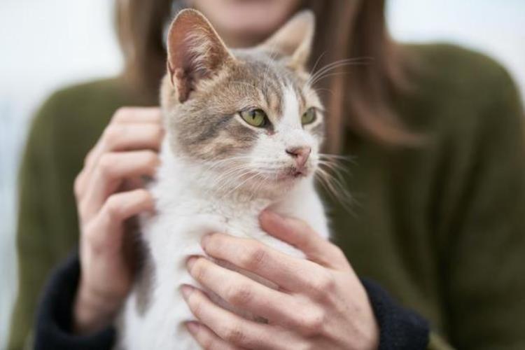 猫咪换季,猫咪不让铲屎怎么回事