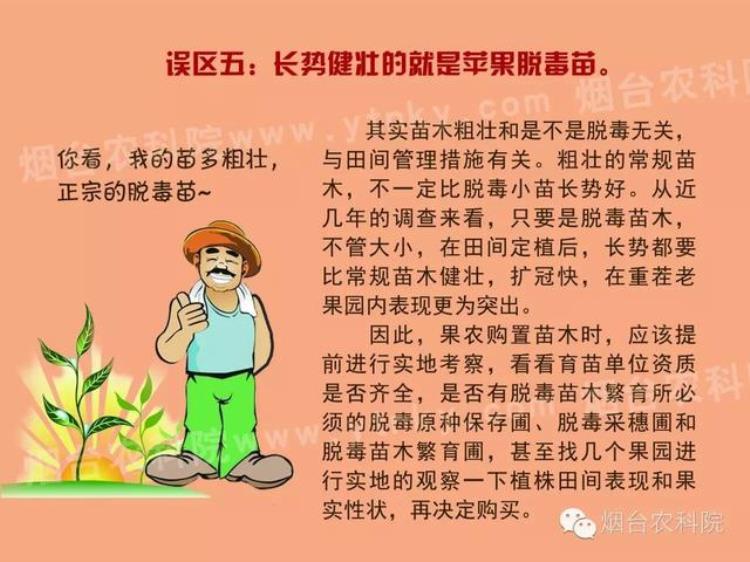 脱毒苹果苗如何辨识,脱毒苹果苗