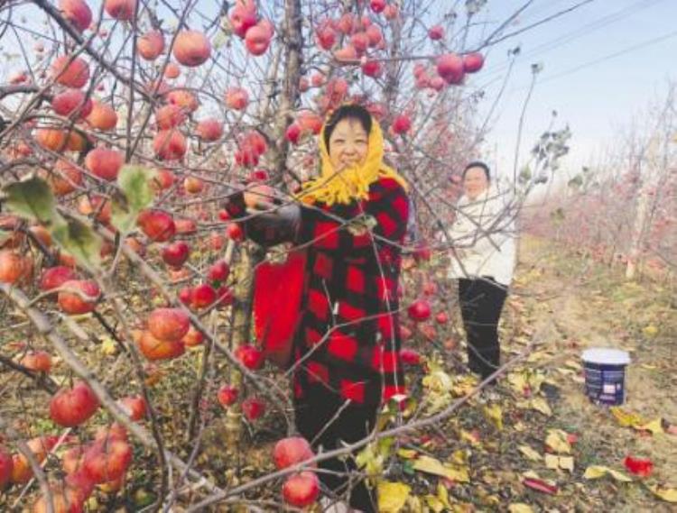 栖霞果农林进勇改进苹果树品种浴雪之果一个卖到20元