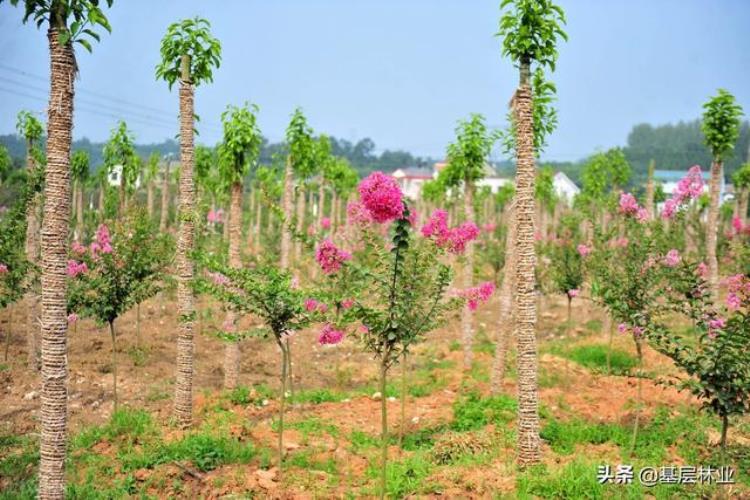 夏季种树成活率,秋天是什么期植树成活率高