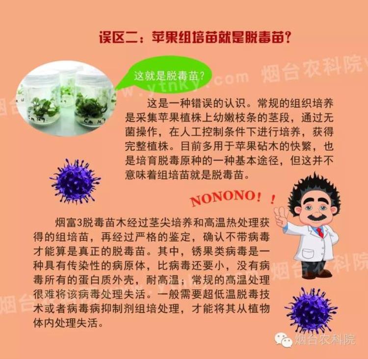 脱毒苹果苗如何辨识,脱毒苹果苗