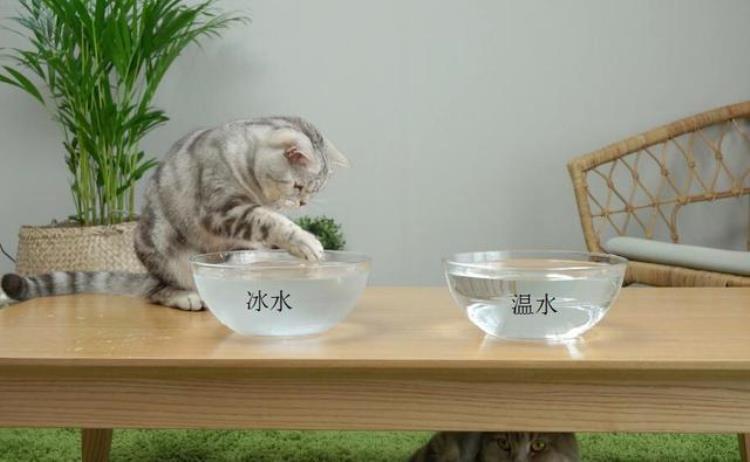 猫咪换季,猫咪不让铲屎怎么回事