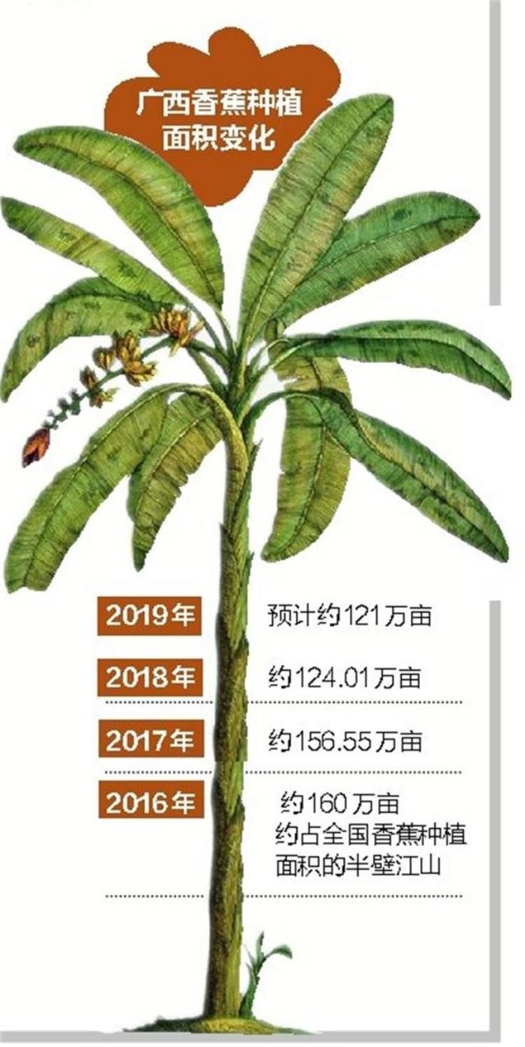 广西香蕉价格多少钱一斤,广西香蕉多少钱1吨