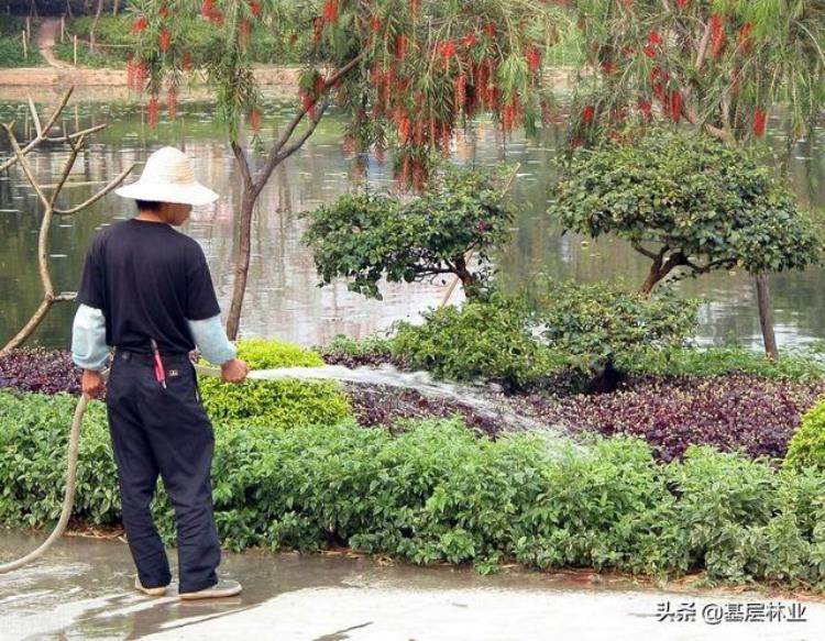 夏季种树成活率,秋天是什么期植树成活率高