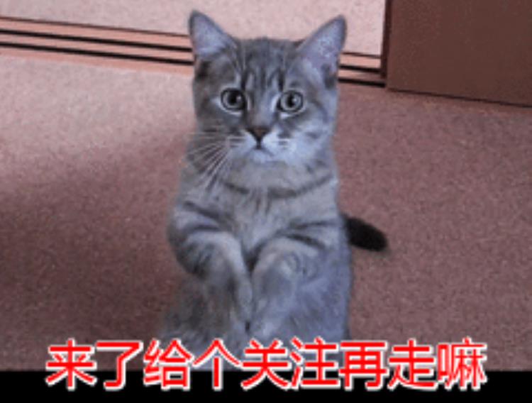 猫咪换季,猫咪不让铲屎怎么回事