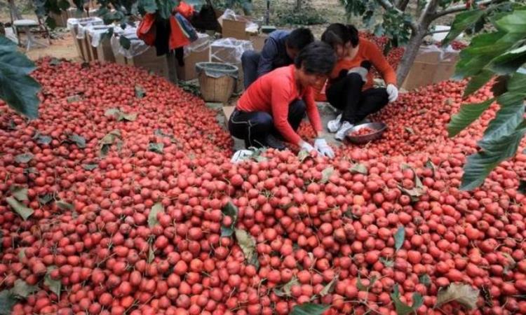 苹果价格下降,今年的苹果收购价多少