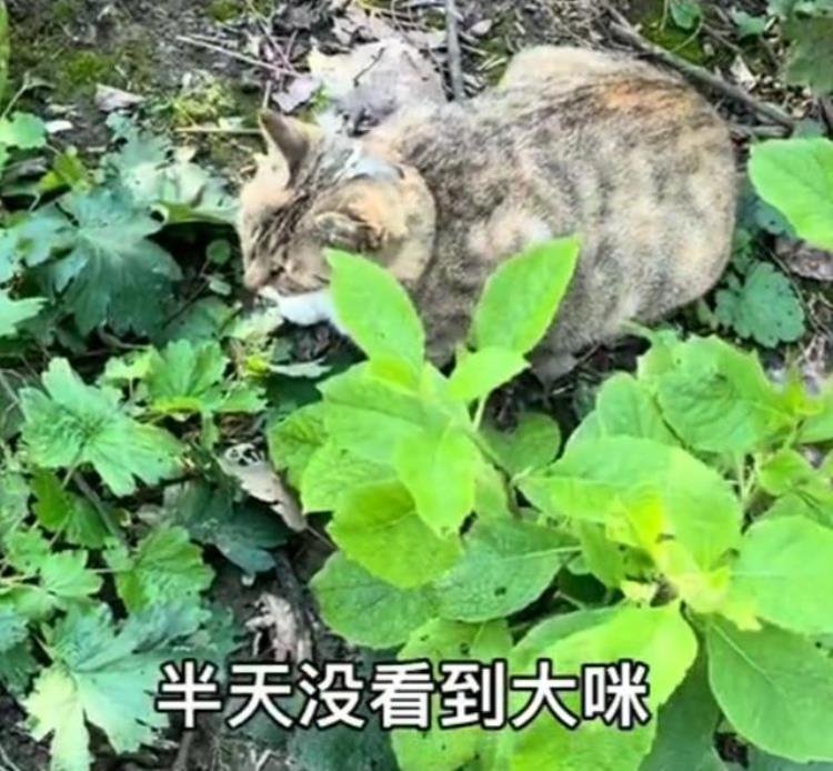 梦中情猫的大咪通人性懂人话干人活靠智商征服300万粉丝