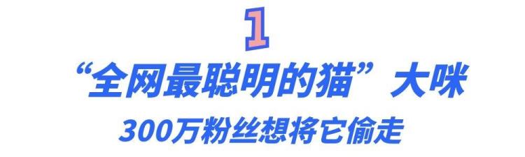 梦中情猫的大咪通人性懂人话干人活靠智商征服300万粉丝