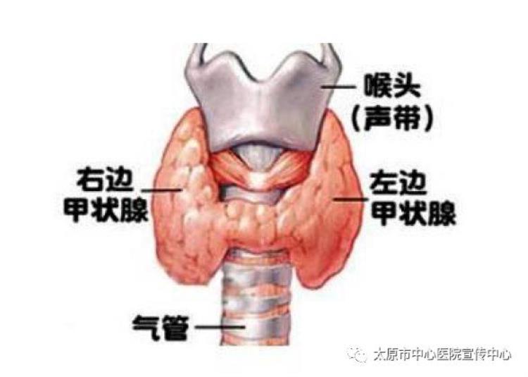 困倦乏力警惕甲减,容易嗜睡是甲减吗