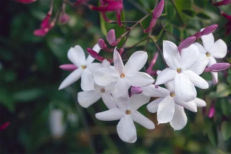 白色花的月季有哪些品种,淡白花朵