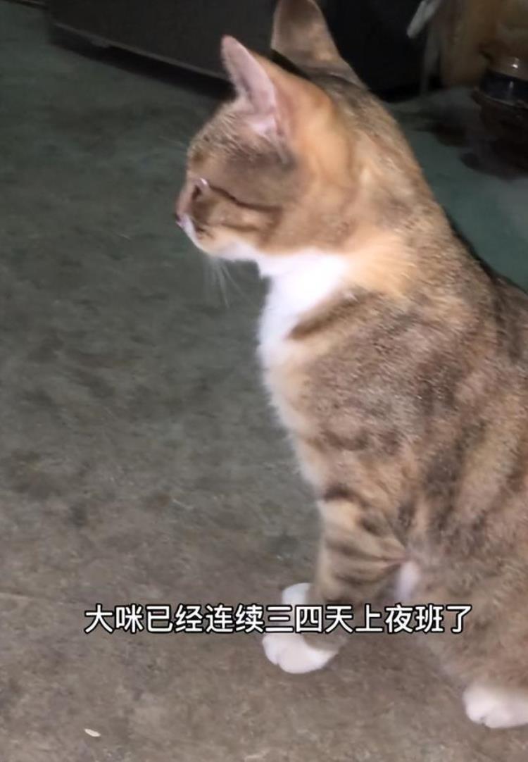 梦中情猫的大咪通人性懂人话干人活靠智商征服300万粉丝