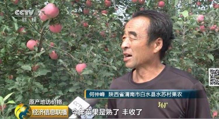 苹果喜获丰收,苹果丰收农民忙着卖