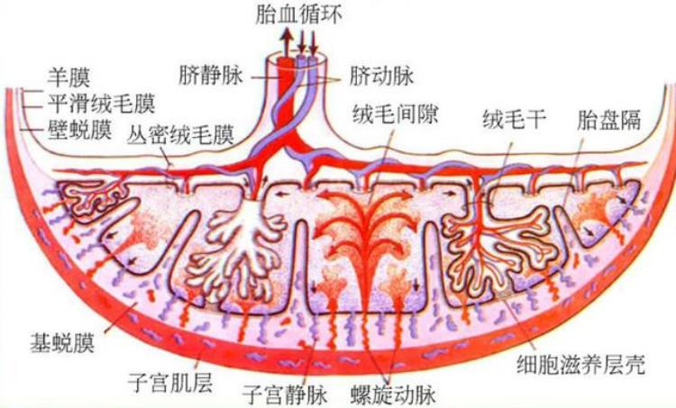 胎盘的结构和功能?,胎盘能吃吗