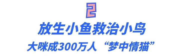 梦中情猫的大咪通人性懂人话干人活靠智商征服300万粉丝