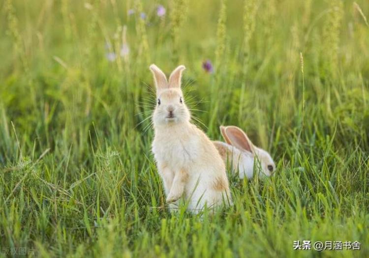 2023年兔子几月出生最好,2023年是兔年民间有什么说法吗