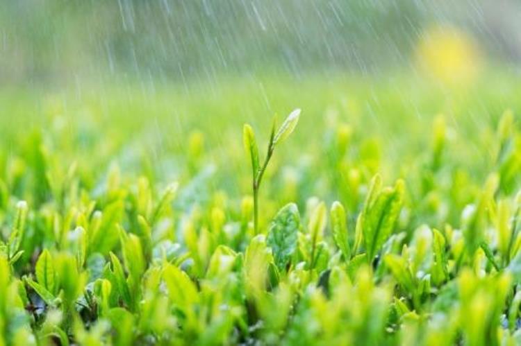 谷雨养蚕,雨润万物今日谷雨