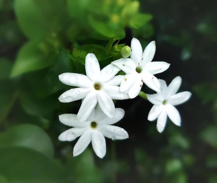 白色花的月季有哪些品种,淡白花朵