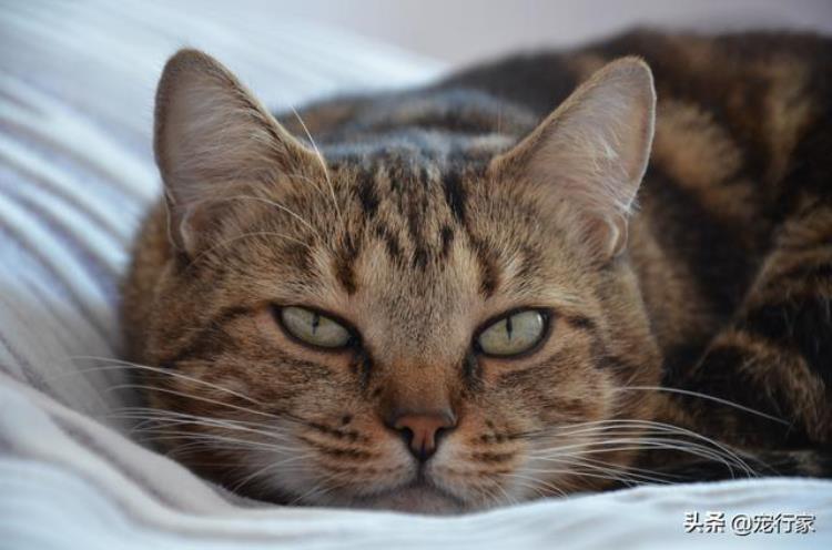 天冷猫咪食欲增加,家猫怎么训练捉老鼠