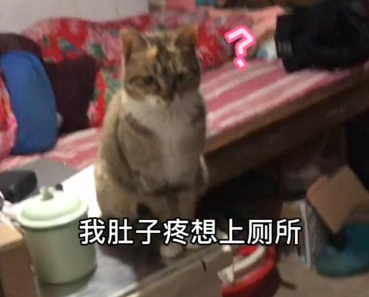 梦中情猫的大咪通人性懂人话干人活靠智商征服300万粉丝