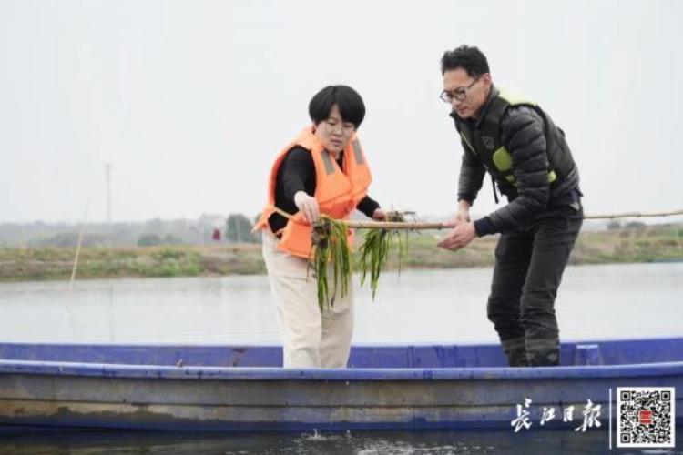 女博士回乡当农民,一年后产值过亿,武汉博士后卖死牛