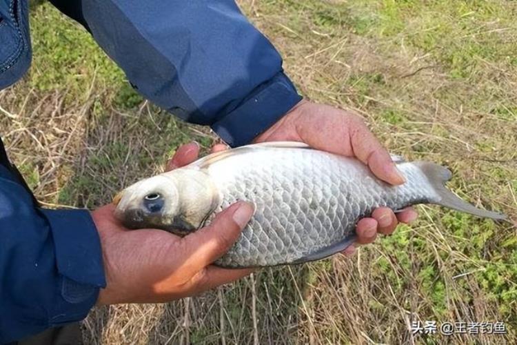 温度高为什么钓不到鱼,十几度的温度如何钓大板鲫