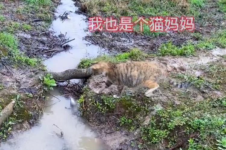 梦中情猫的大咪通人性懂人话干人活靠智商征服300万粉丝