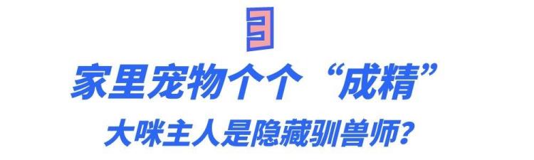 梦中情猫的大咪通人性懂人话干人活靠智商征服300万粉丝