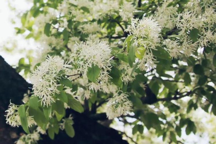 密云百年流苏树,苏家峪村古流苏树迎来盛花期