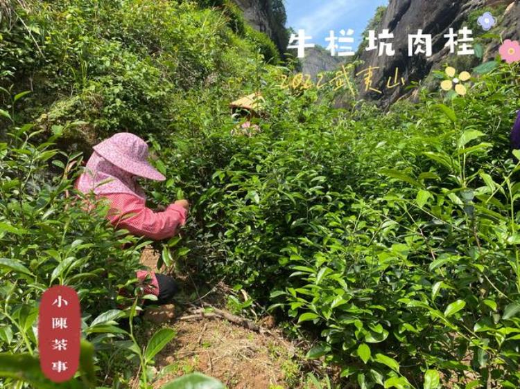 喝茶要不要应季春茶夏茶秋茶冬茶究竟有什么区别