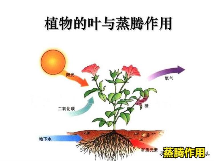 什么时候种树成活率最高其实并不是春季而是树木的秋冬休眠期,种树一般都是几月份种