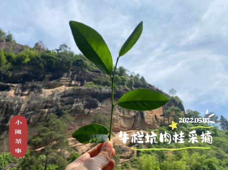 喝茶要不要应季春茶夏茶秋茶冬茶究竟有什么区别