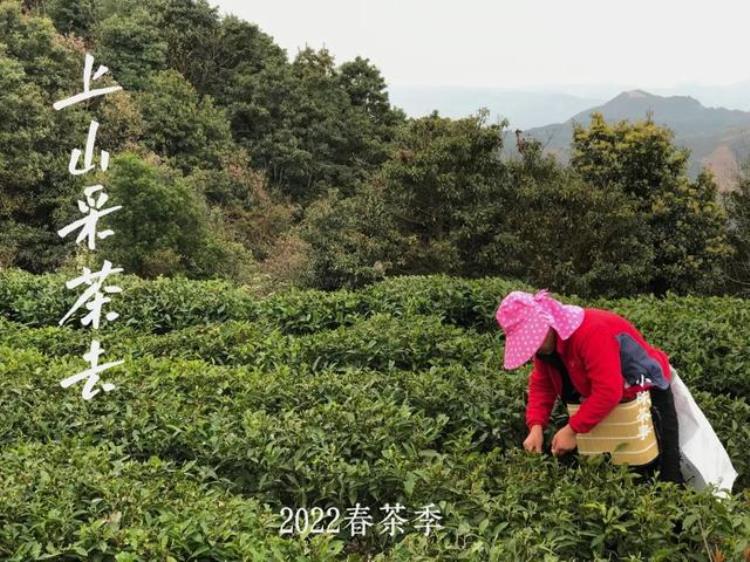 喝茶要不要应季春茶夏茶秋茶冬茶究竟有什么区别