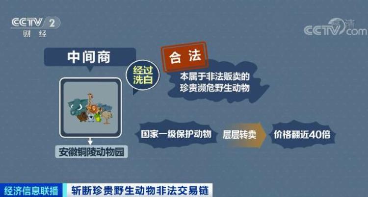 触目惊心国家一级保护动物遭层层转卖价格翻40倍背后牵出黑色产业链